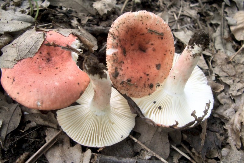 Russula da determinare 1